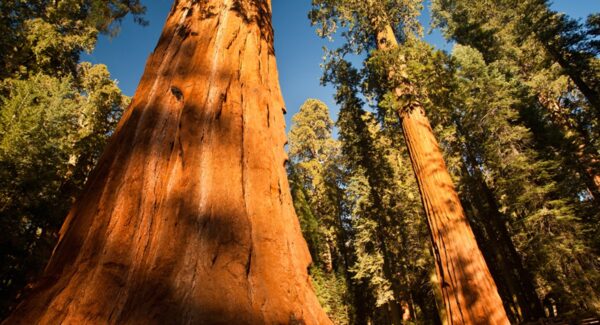 Kings canyon stock trees cropped